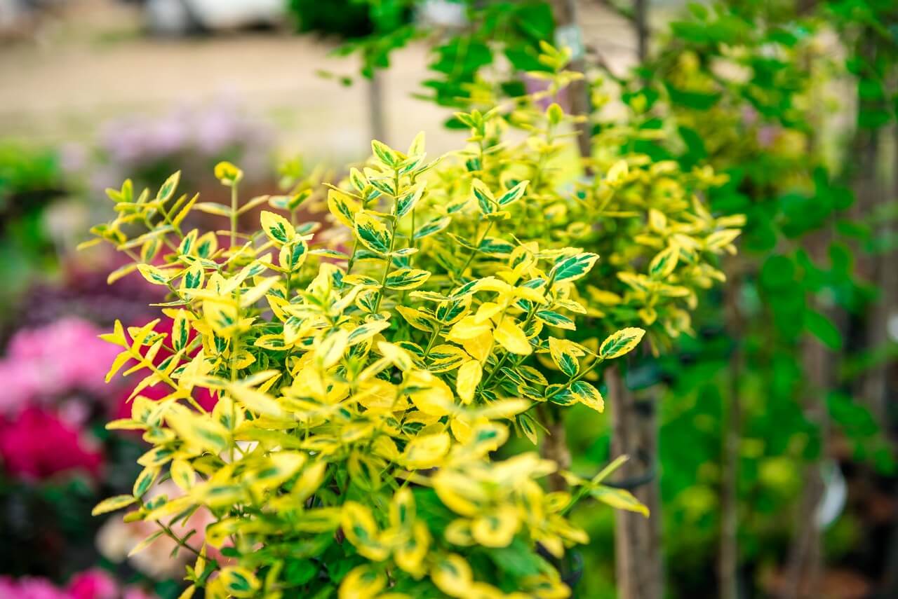 Zdjecie szkółki Begonia